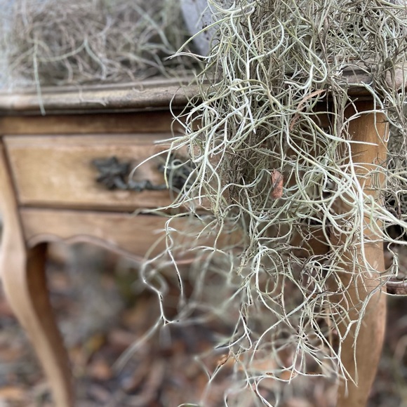 🌍5 lbs. real Air Plants OrganicReal  Live Spanish Moss Extra Long Rare C… - Picture 10 of 17